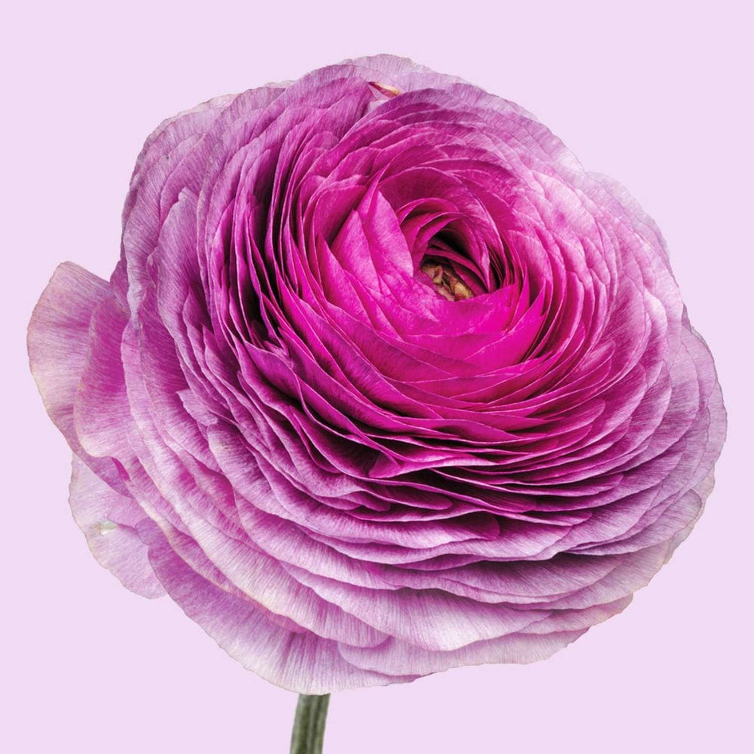 Renoncule 'Elegance Milka'